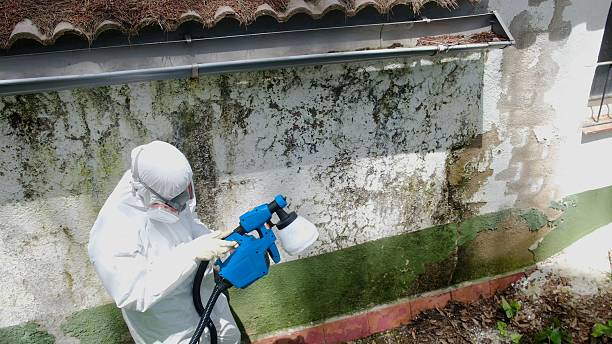 Top rated local Mold Inspection And Testing specialists in Dorr, MI